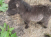 Reg. Miniature Shetland mare, 5yrs,