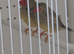 Rollers and waterslagers canaries.
