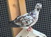 Tippler pigeons
