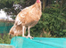 Turkey poults
