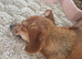 Chiweenie red girl for rehoming