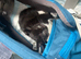 Kittens for sale