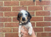 Daxie Jack