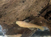 Albino and Chocolate Bristle nose Plecos