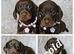 READY NOW 2 MINIATURE FEMALES