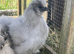 Beautiful Silkie Chickens