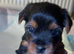 Beautiful Miniature Yorkshire Terrier Puppies - Boy & Girl