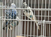 Young male budgies