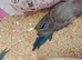 Rare black face blackwing violet budgie for sale
