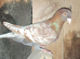 Toy / frill stencil racing pigeons available