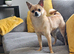 14 month pom/chi