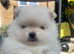 Stunning pomeranians for sell Dad champion in UK