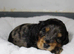 Gorgeous Schnocker puppies