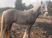 Silver dapple colt