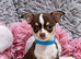 Chihuahua puppies