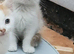 Gorgeous kittens available