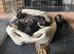 Last Adorable Boy Kitten Left, Ready 11th July