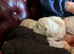 F1b cockapoo pups