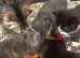 Beautiful kittens