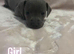 Staffy x puppies for sale