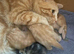 Ginger kitten