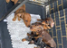 Dachshund puppies