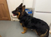 Long haired German shepherd male boy puppy