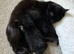 Two beautiful kittens