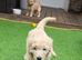 READY TO GO!!! Multigeneration Goldendoodle Puppies