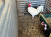 Trio naked neck large chickens
