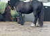 4 yr old Cob gelding