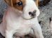 Miniature working jack russel