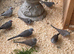 Diamond dove youngsters.
