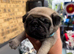 Pug Puppies️