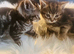 Gorgeous litter of Ragdoll Bengal kittens ready now for loving homes
