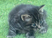Kitten for good Home