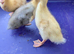 Ducklings