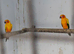 Sun Conure Baby for Sale (1 SOLD, 1 Available)