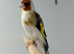 Goldfinch