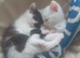 Kittens looking for there forever homes