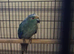 Blue Cream Kakariki
