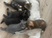 BSH KITTENS READY NOW 1 Male 1 Female