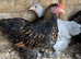 Pekin pairs mixed colours