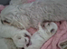 Maltese puppy