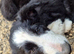 boarder collies