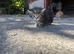 Maine Coon Cross