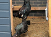Aseel Breeding Pair for Sale - Hen & Cock