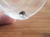 1 female i4 and 1 male i5 - i6 Apalichicola