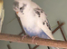Young budgies