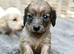 KC reg, English cream Miniature Dachshund puppies